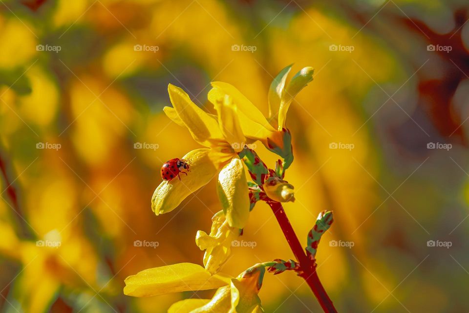 Ladybug on the yellow flower