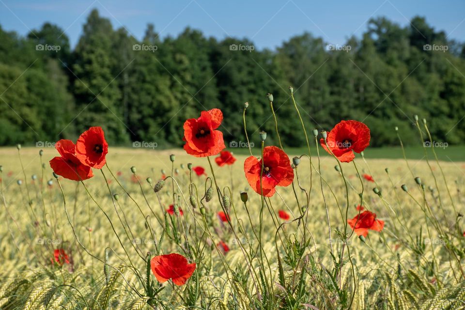 Red poppy flowers and barley field