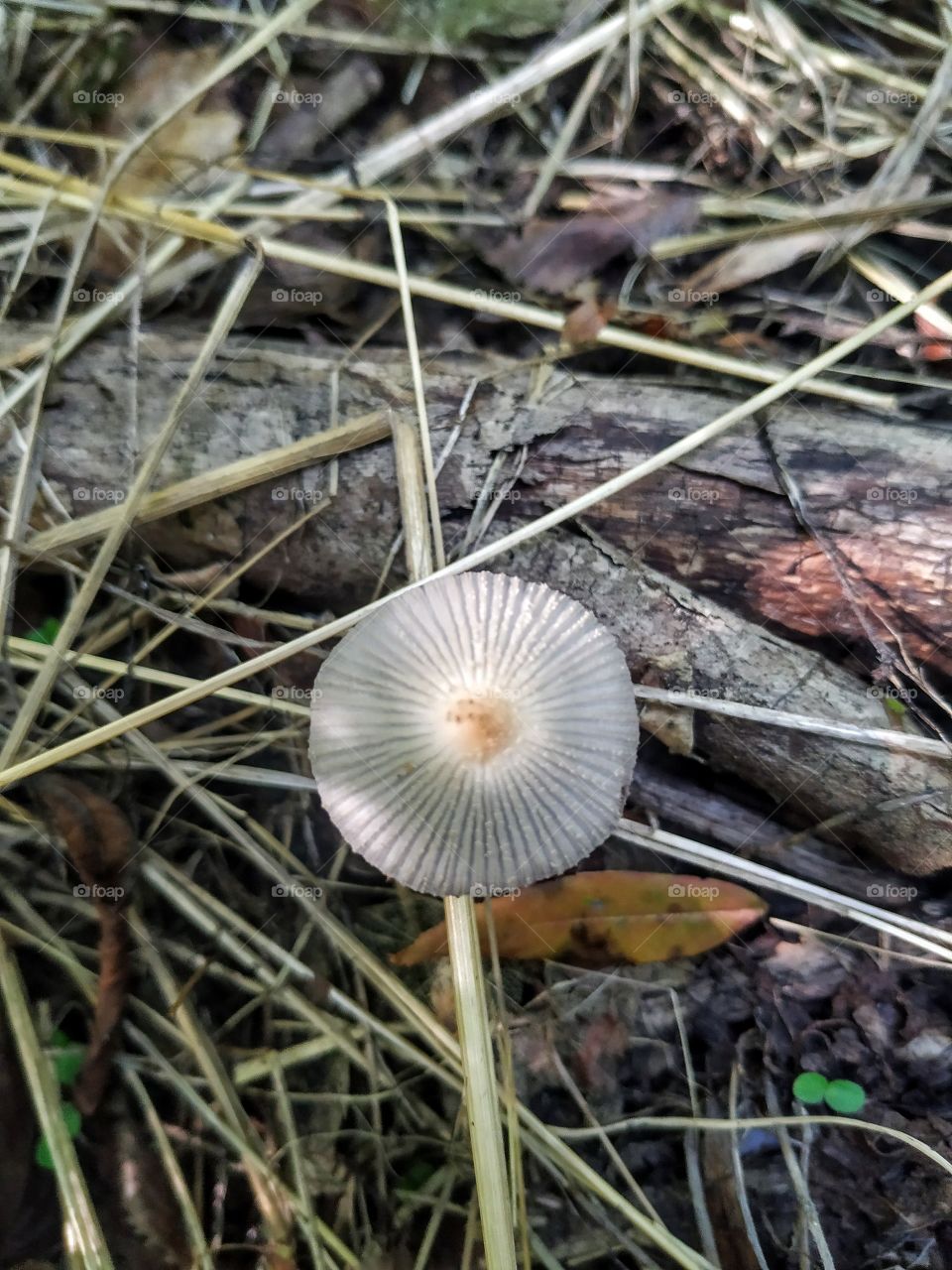 A mushroom - shell