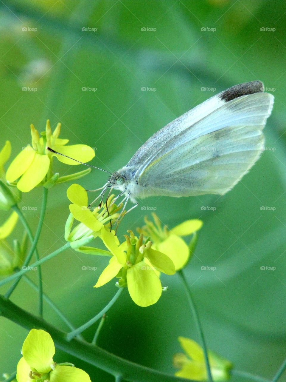 Cabbage butterfly pollinating Kale flowers