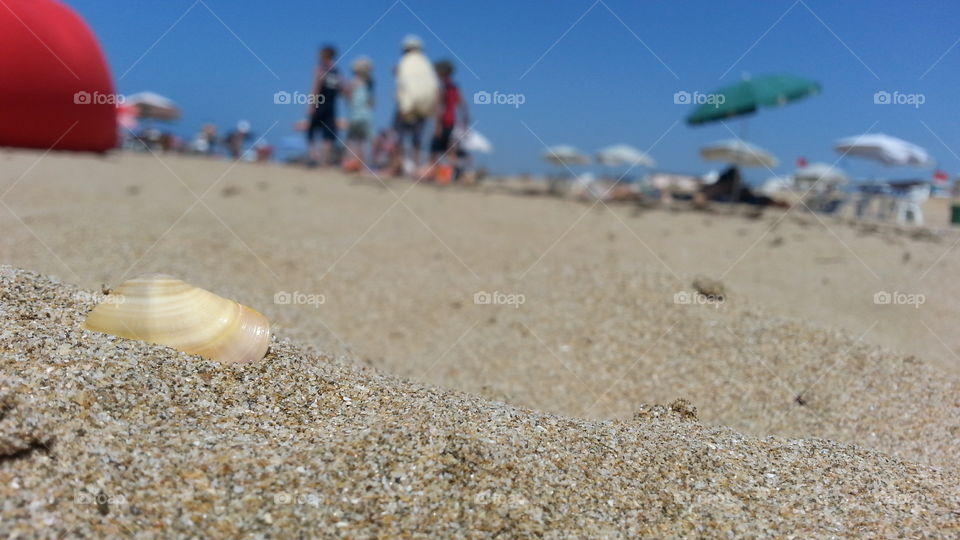 a shell chilling in beach sands