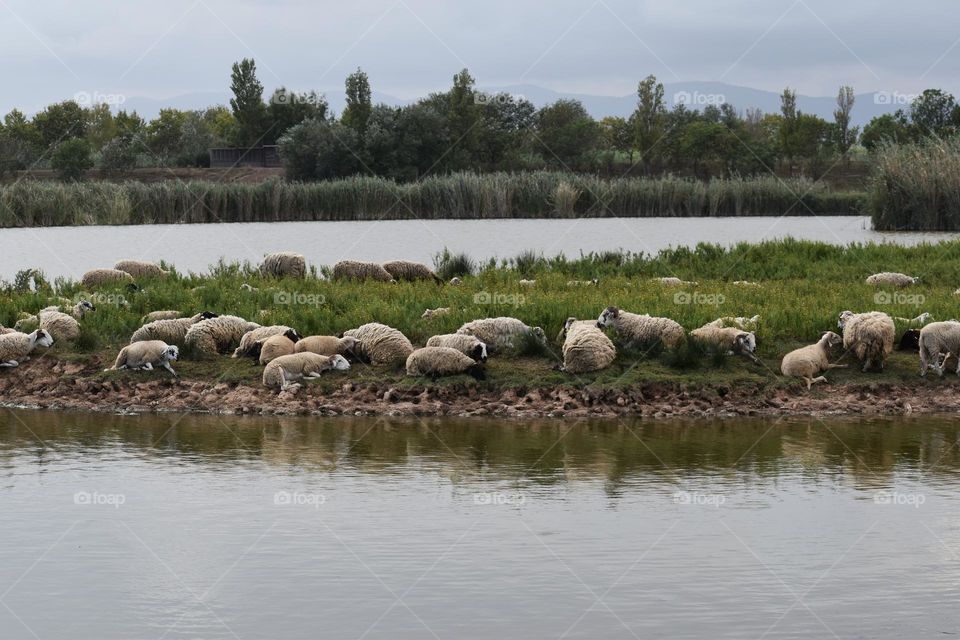 Herd of sheep grazing