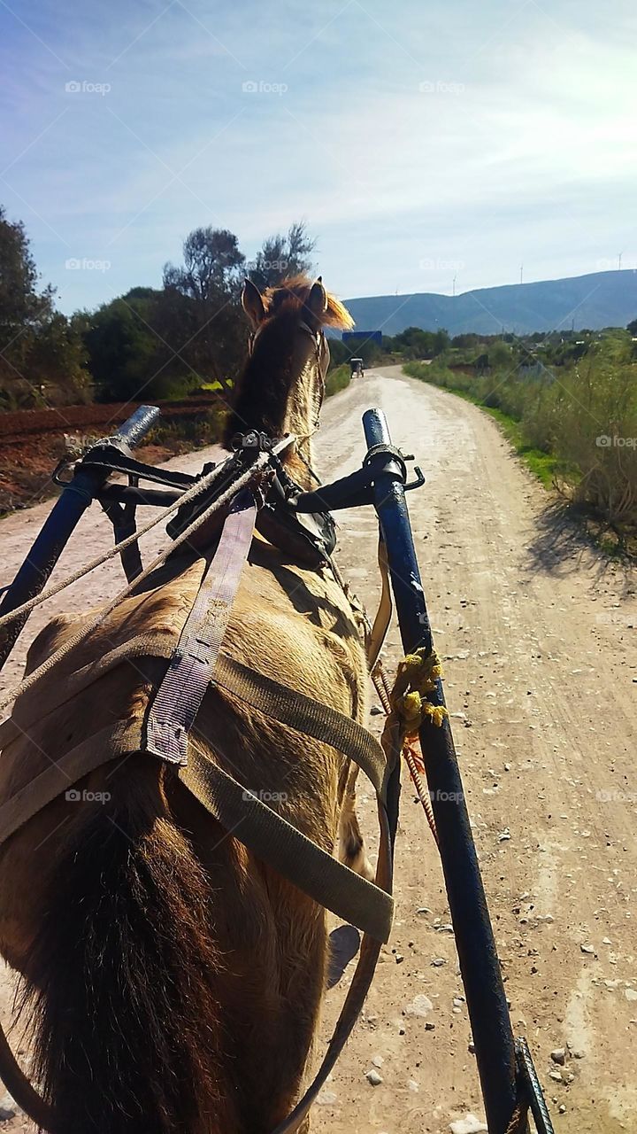 a horse on the road