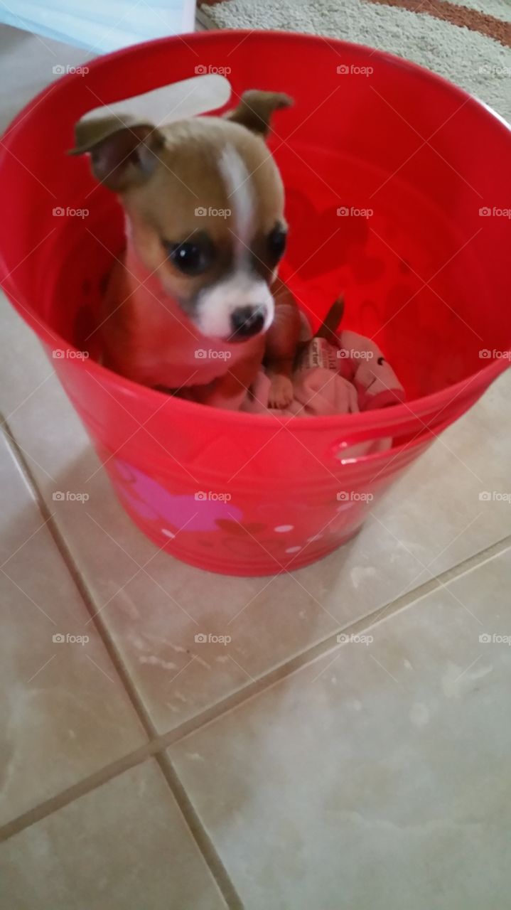 Chihuahua in a bucket