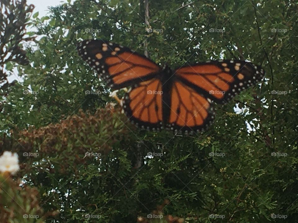 Monarch butterfly