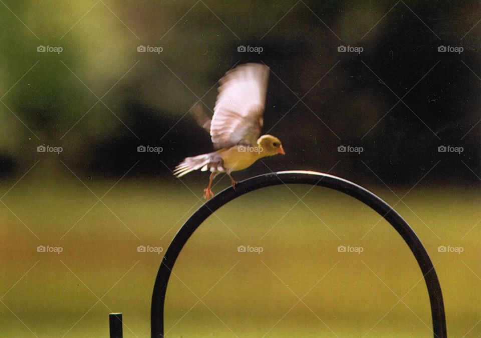 bird just learning to fly Against the Wind
