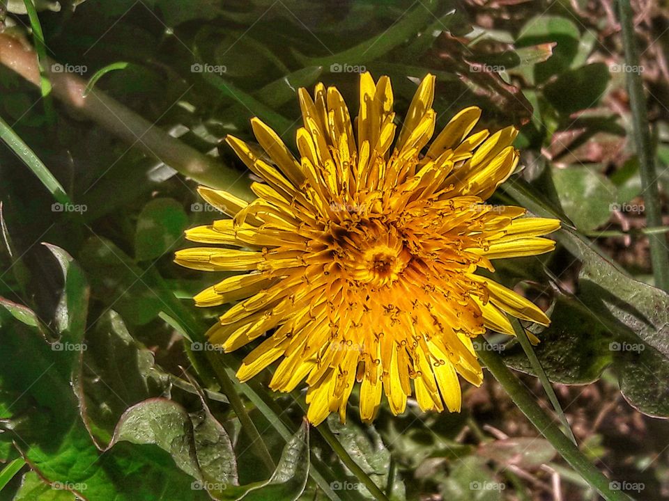 spring summer outdoor