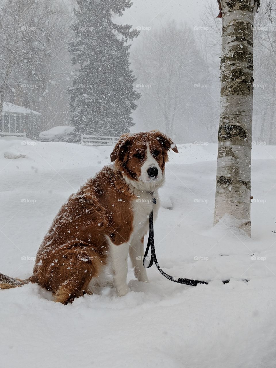 Dog in snowstorm, Toronto, Ontario