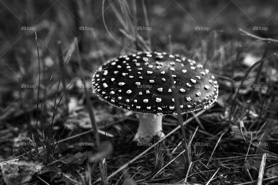 Amanita, poison, bnw