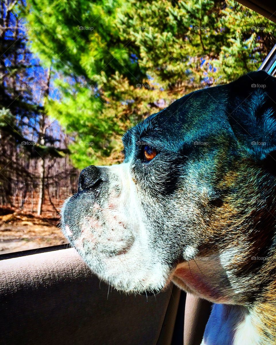 8 year old boxer looking out car window