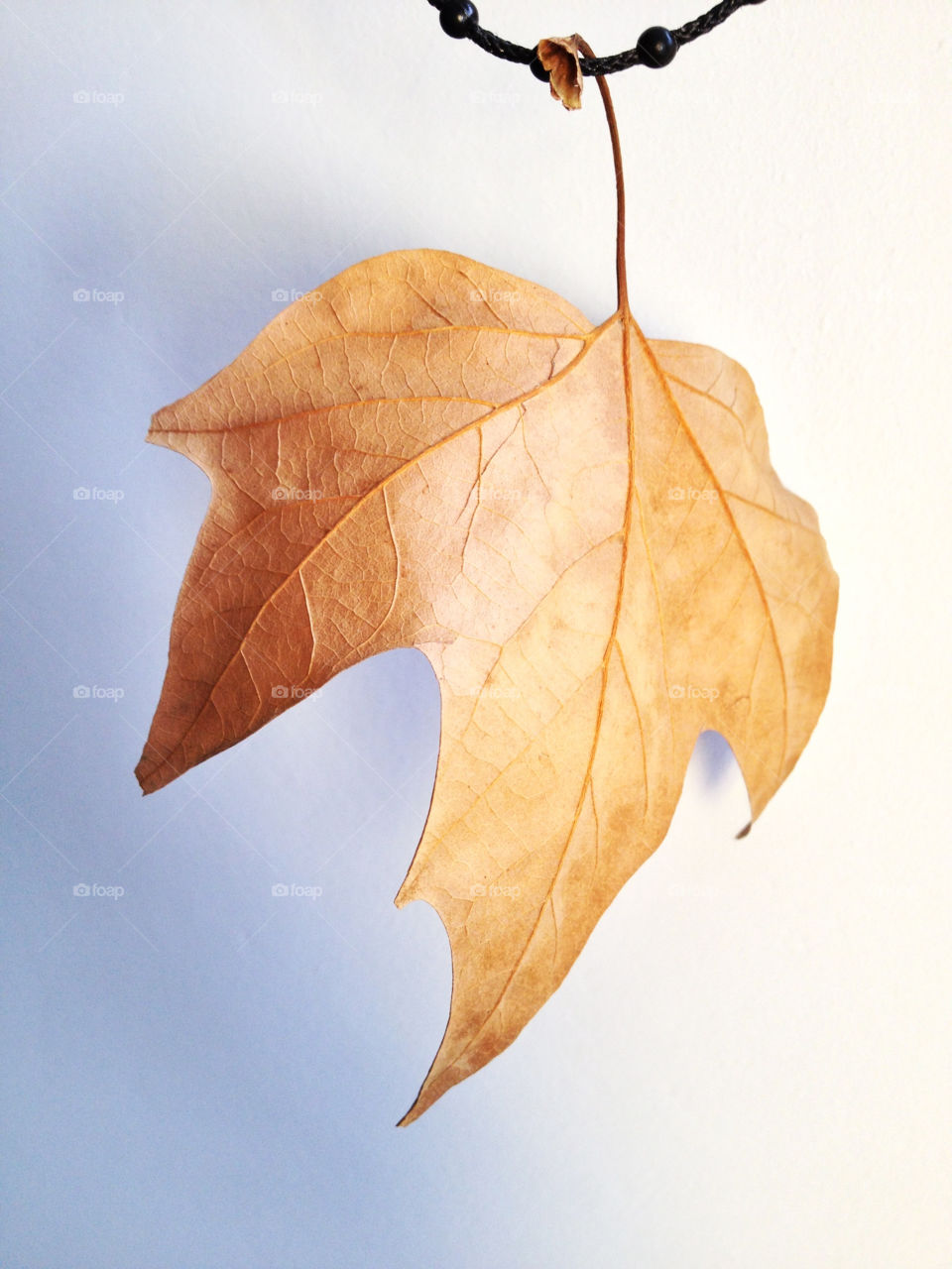 macro close white orange by formalhaut