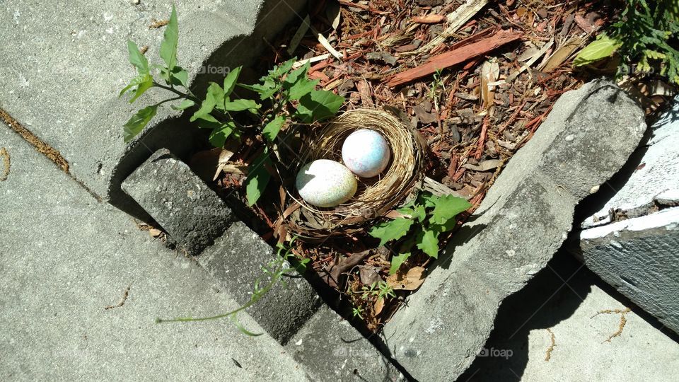 nest in garden