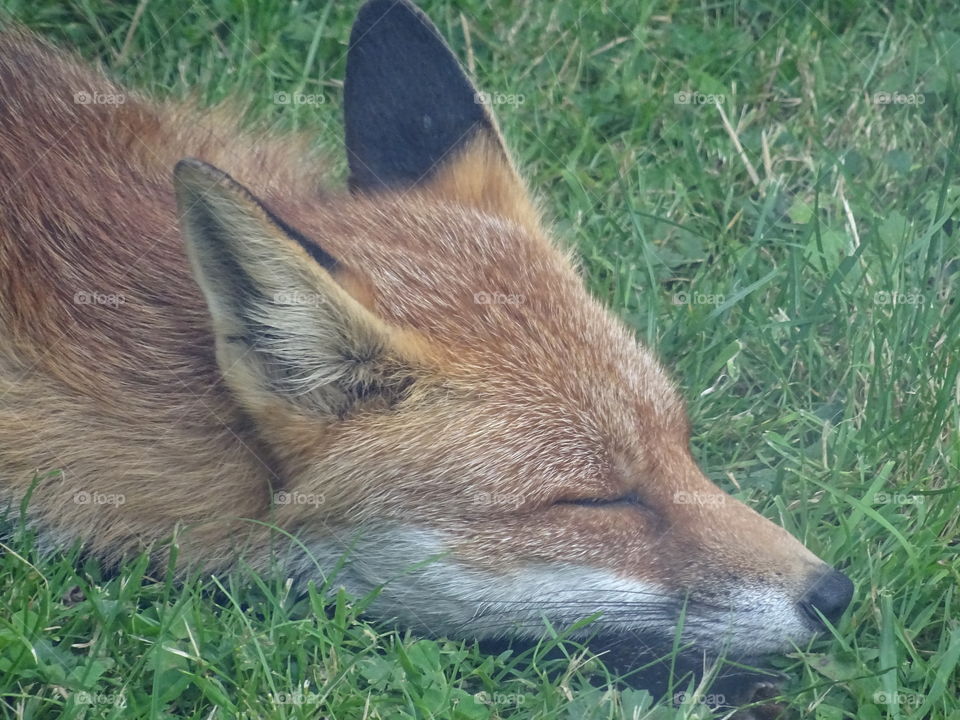 Sleeping fox 