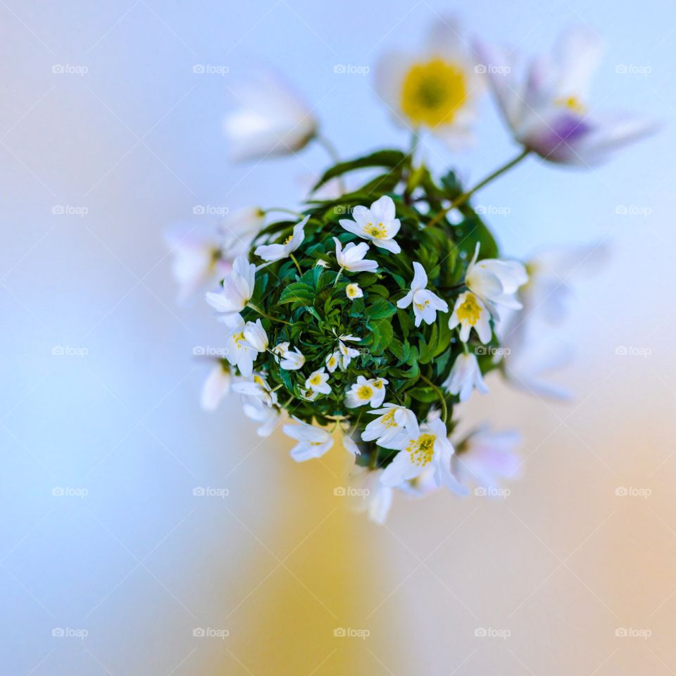 Close-up of flowers