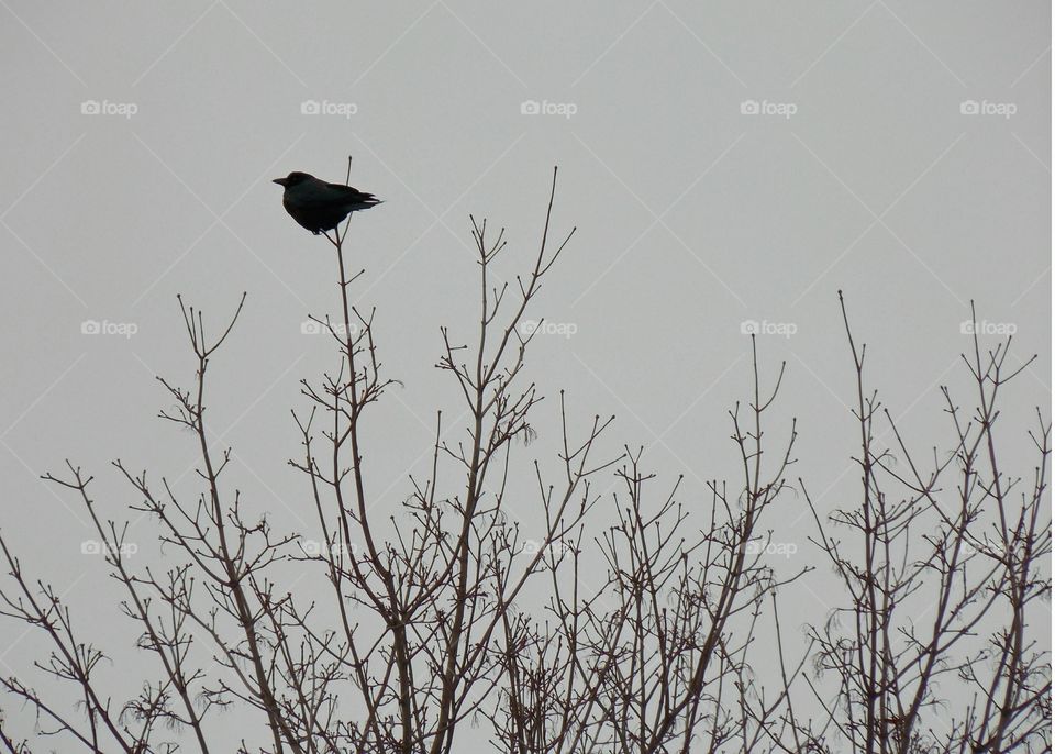 January Crow. Huddled down, frigid wind blows, a crow on it's high throne