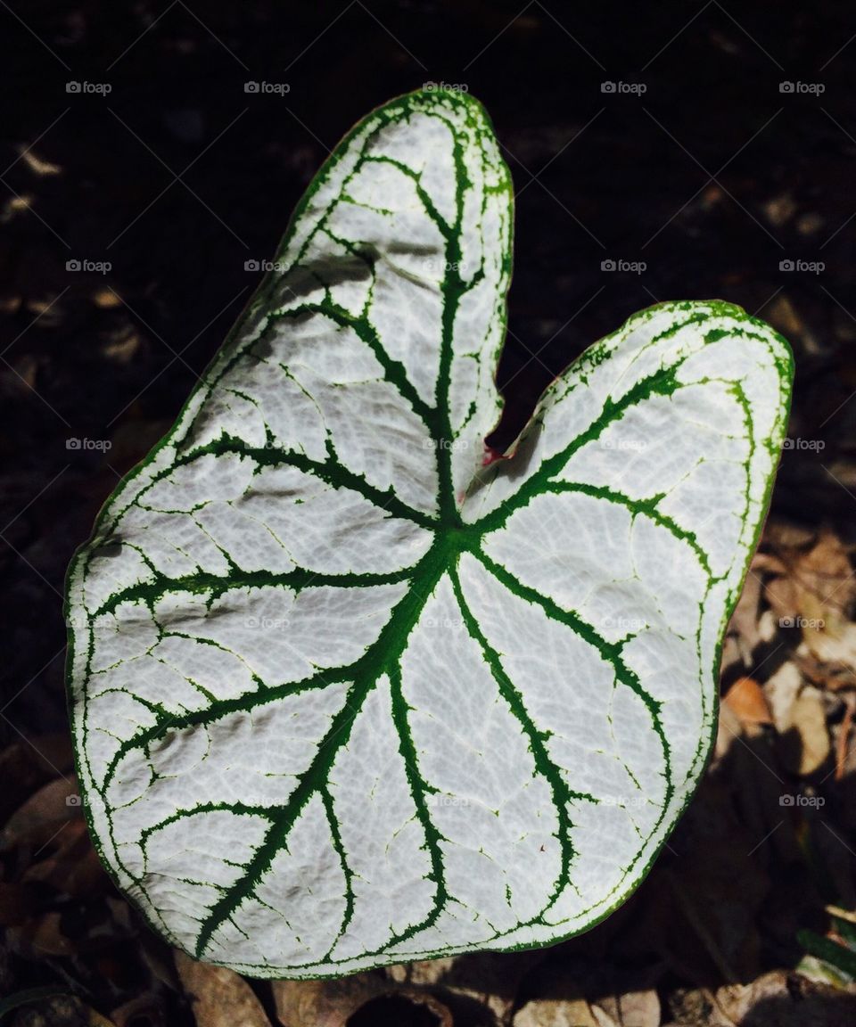 White leaf