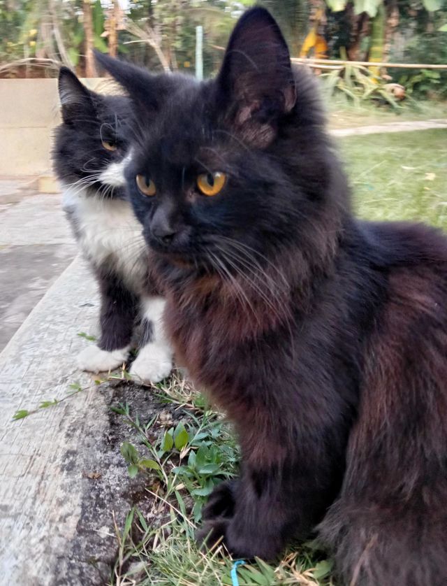 Sometimes cats can mix with humans as pets, but they can also live wild.