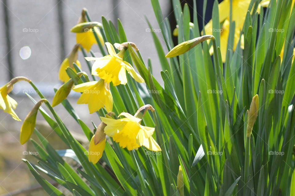 spring blossoms of yellow jonguil  or narcissus - First sign of spring in garden, Britain , UK