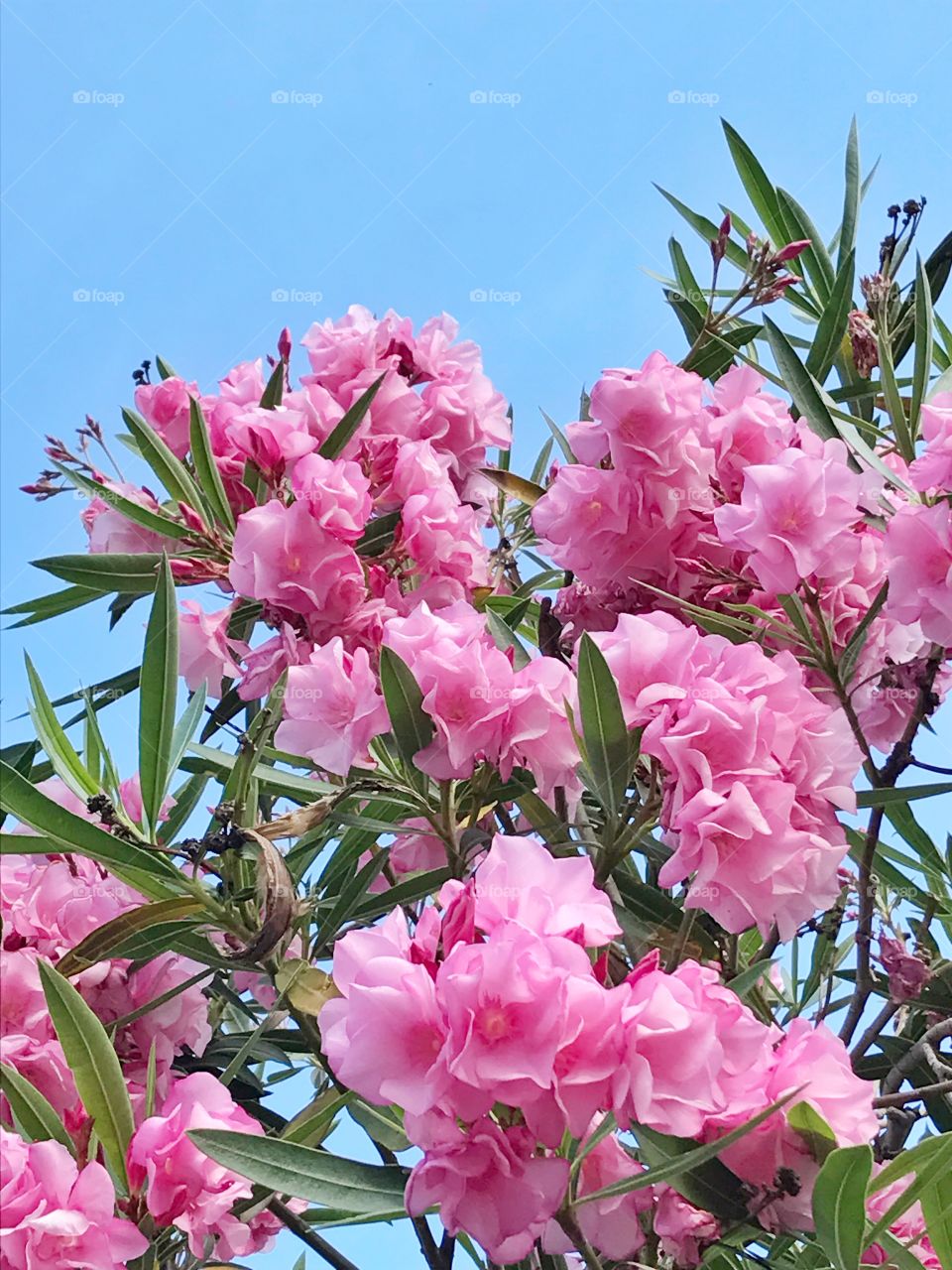 Pink Oleander flowers with green leaves against blue sky background