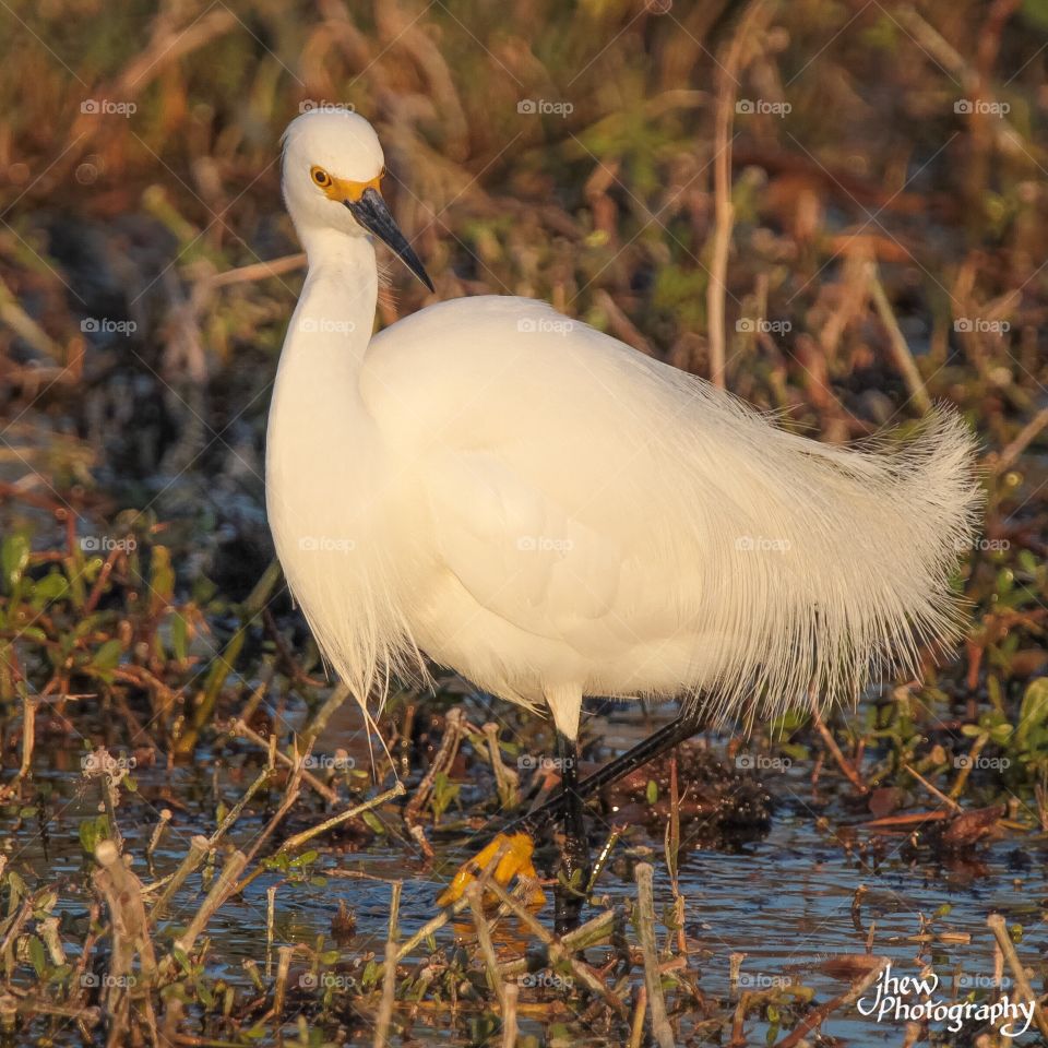 Snowy egret