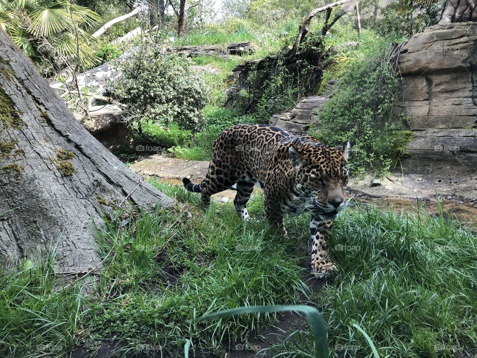 Leopard on the move