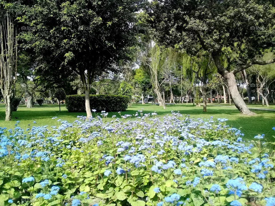 Flores