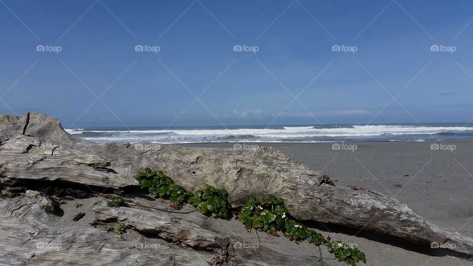 Besutiful log on beach. Drift wood on the beach