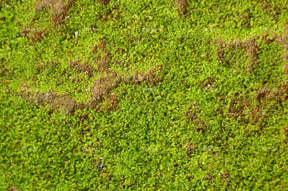 texture, background, green, moss, earth, grass,