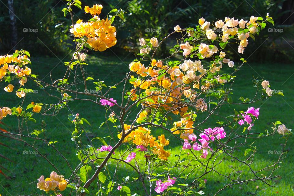 Young Bougainvillea plant in three colors: yellow, orange, and pink in the yard. Tropical flowers