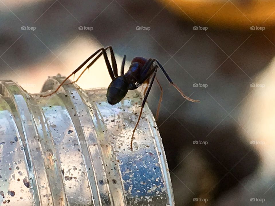 Australian worker ant, large and silhouetted on edge of clear container