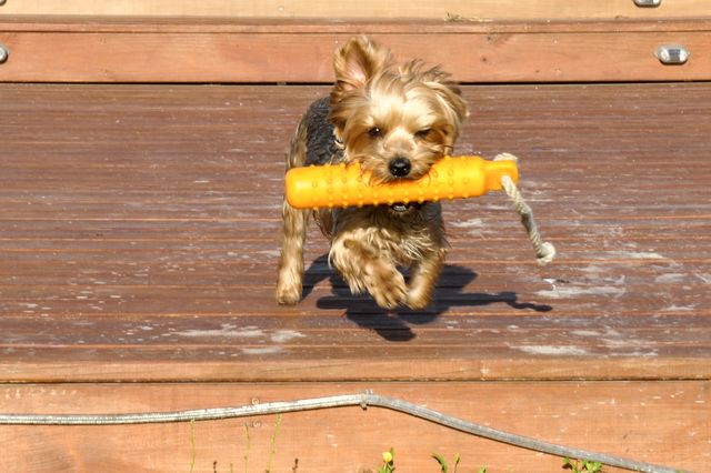 My retrieving yorkie Drake