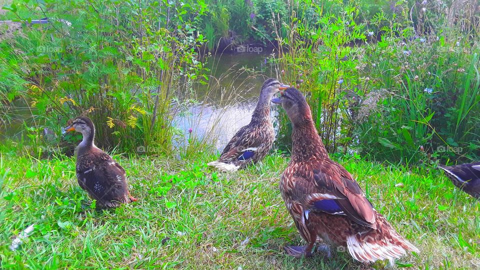 Bird, Nature, Wildlife, Animal, Grass