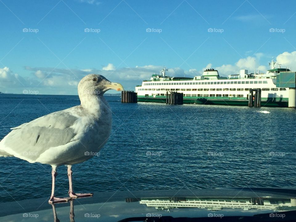 Ferry & seagull 
