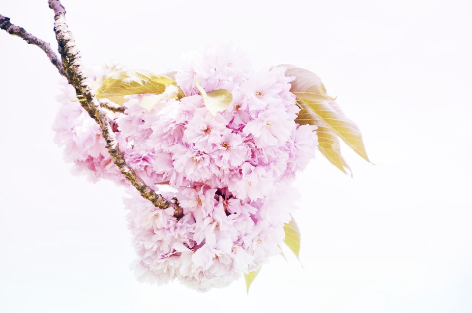 Photo of pink spring flowers