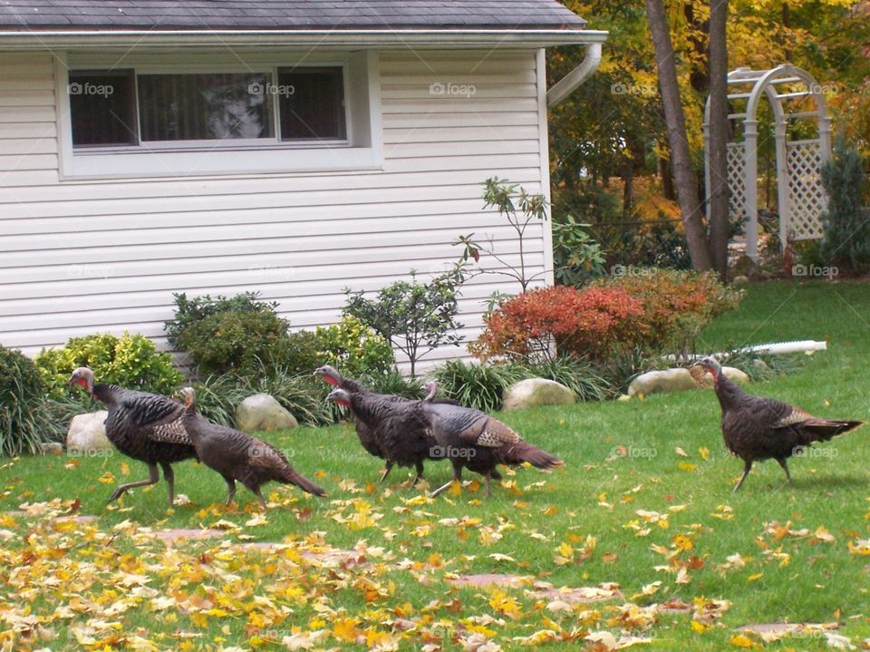 Turkey parade