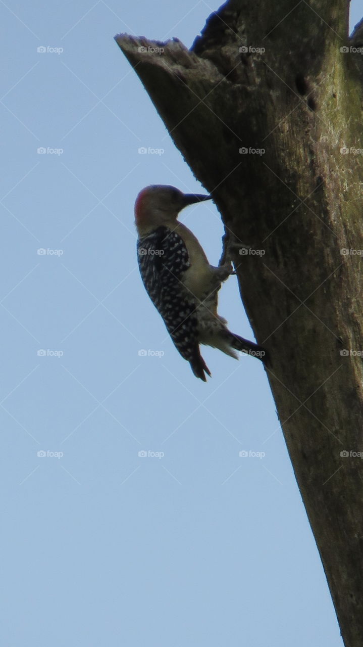 Red-Crowned Woodpecker (Melanerpes rubricapillus) Carpintero Habado