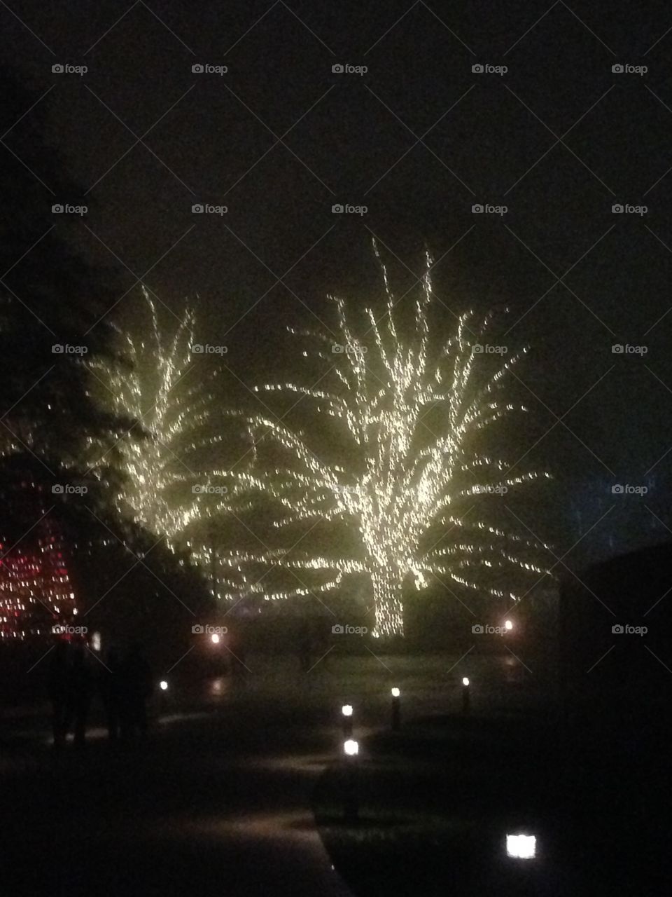 White trees in the fog