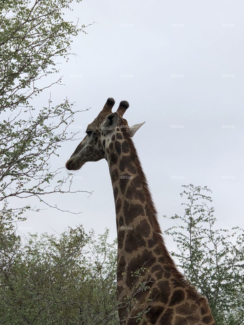 Giraffe mom