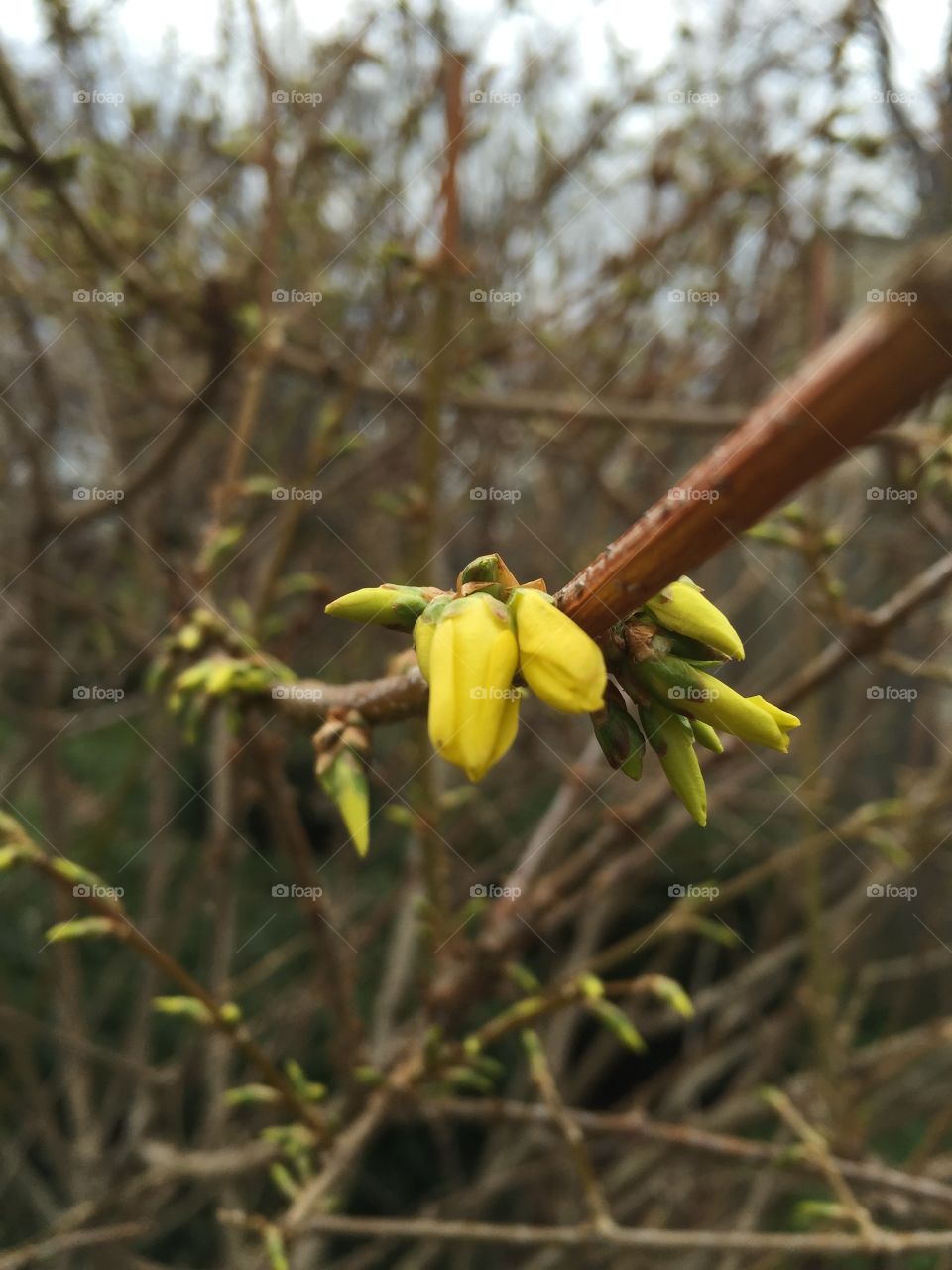 A yellow bud on a small tree that got transplanted in my yard. Extra happy that this is coming out because it makes me hopeful the little tree will make it.