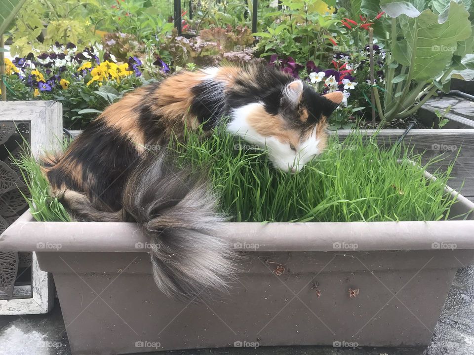 This calico cat enjoys chewing on wheatgrass in a garden planter.