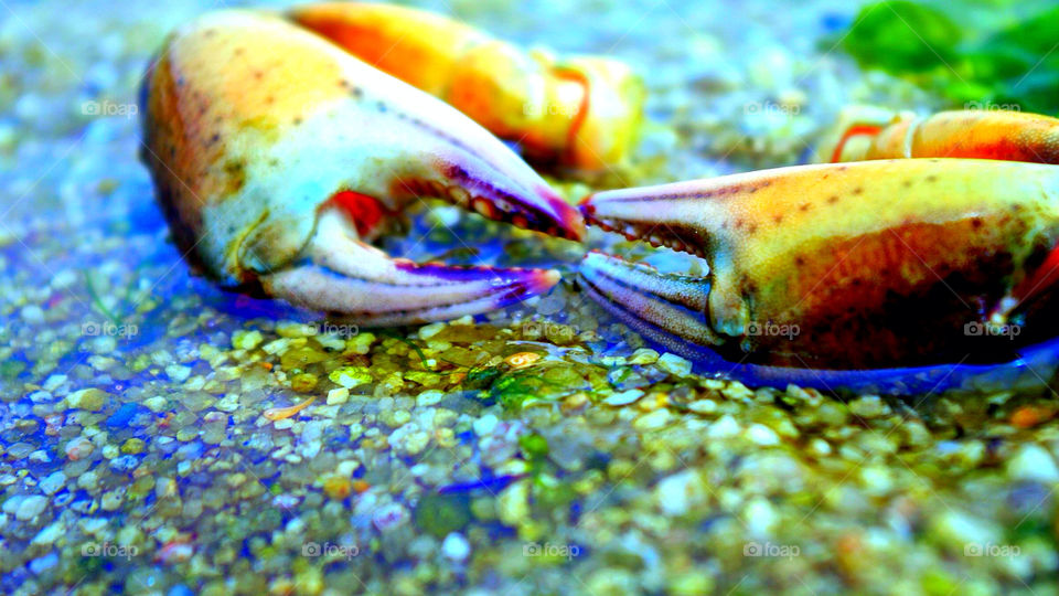 beach food water animal by krispett