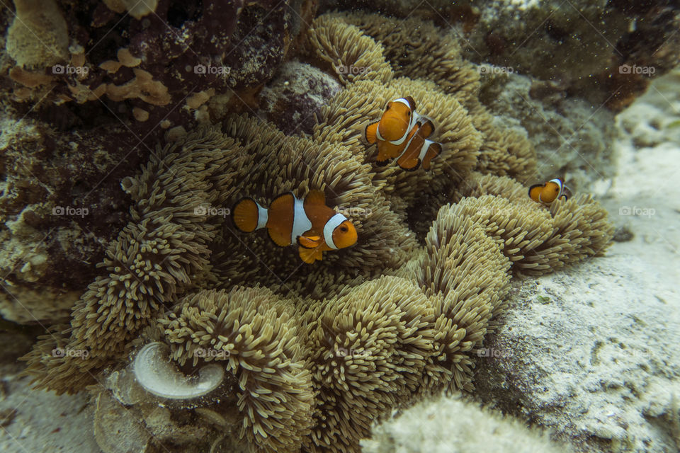 Clown Fish hiding in Anemone 