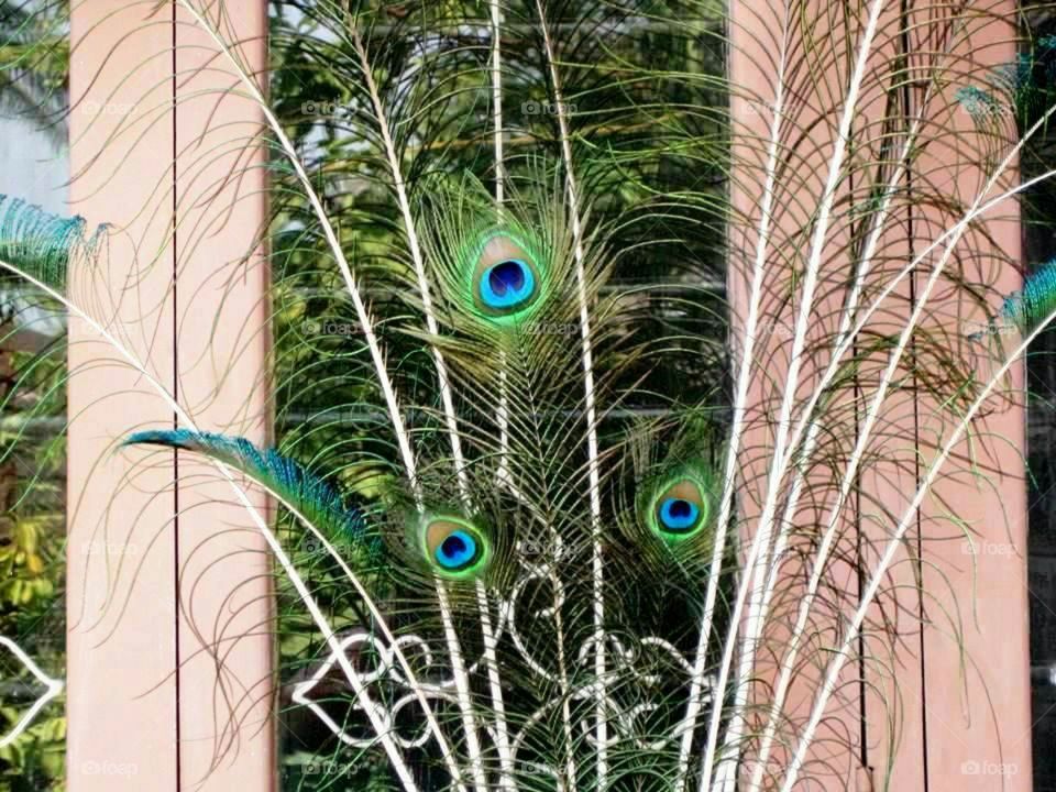 Peacock feather