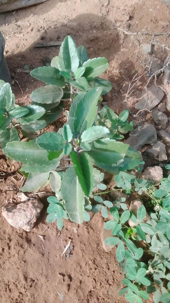 local medicinal flower plant used in curing cough