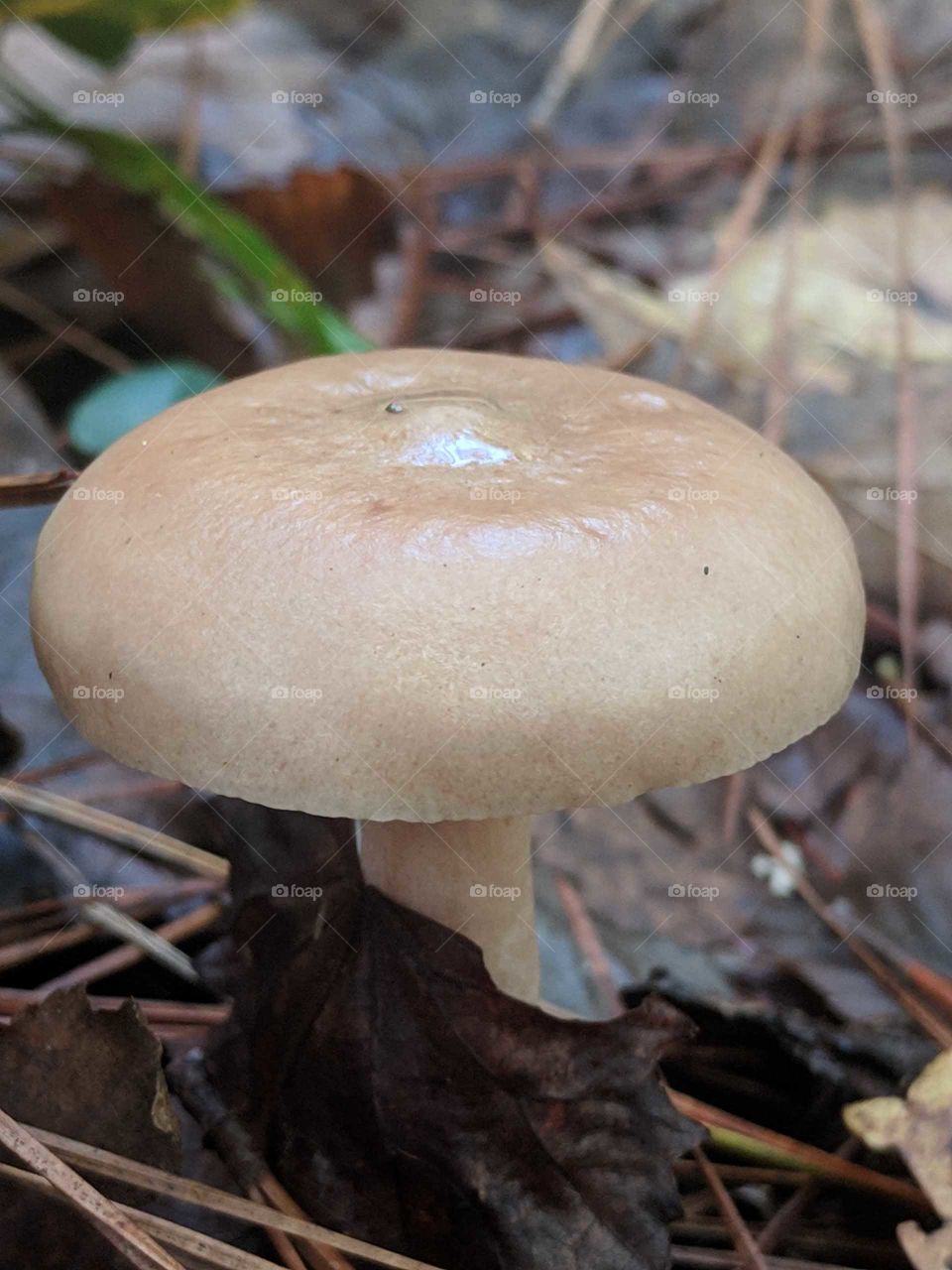 Mushroom