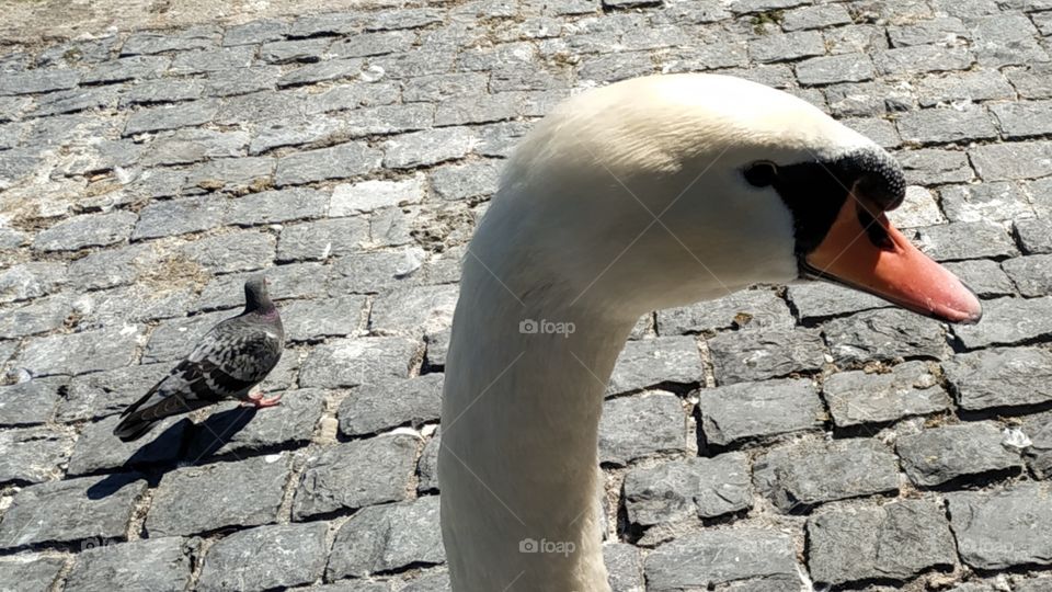 ASwiss Swan