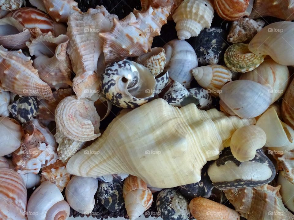 High angle view of seashells