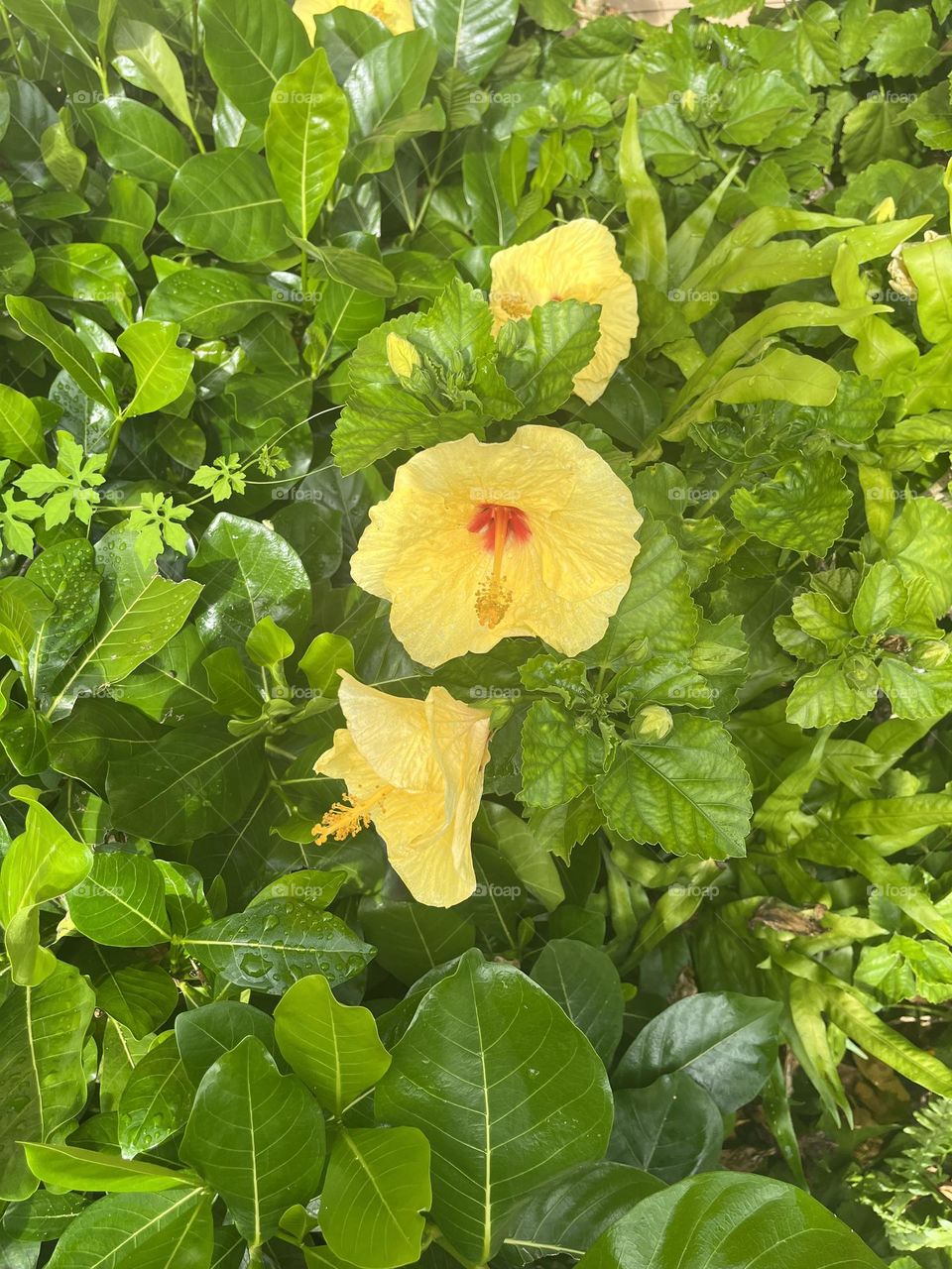 Yellow hibiscus in bloom