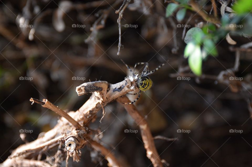 Waspspider / Tigerspider.