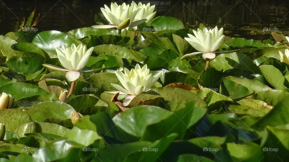 multiple beautiful waterlily flowers growing up from a pond surrounded by lilypads
